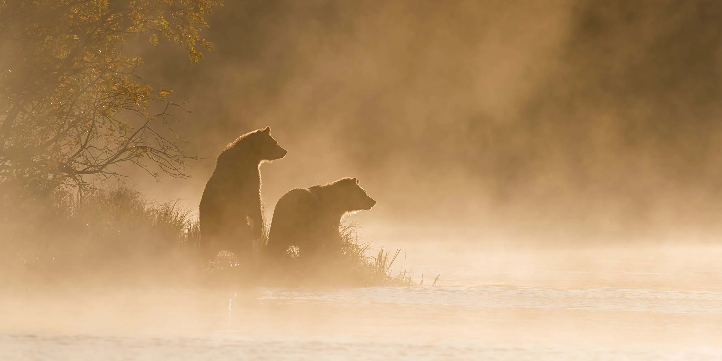 13 Grizzly Bear Autumnshutterstock 2500x1250